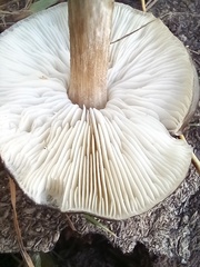 Melanoleuca