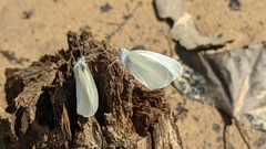 Pieris virginiensis