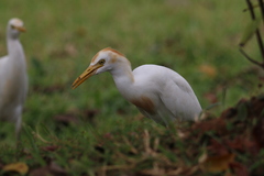 Bubulcus ibis