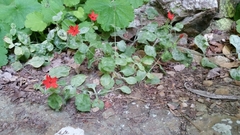 Silene rotundifolia