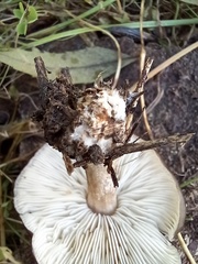 Melanoleuca