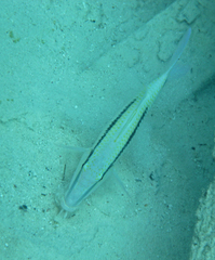 Parupeneus barberinus