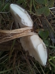Melanoleuca