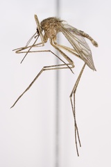 Culiseta inornata