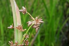 Scirpus ancistrochaetus