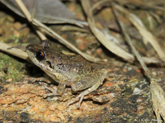 Pristimantis relictus
