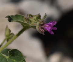 Mirabilis oxybaphoides