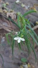 Carlowrightia pectinata