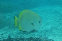 Platax boersii