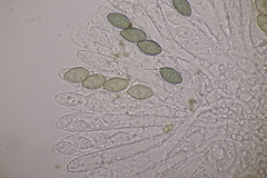 Podospora tetraspora