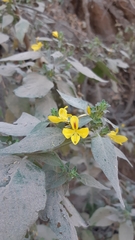 Tetramerium glandulosum