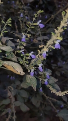 Salvia languidula