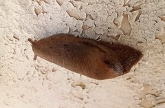 Drusia valenciennii