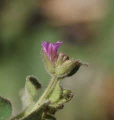Mirabilis oxybaphoides