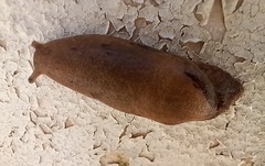 Drusia valenciennii