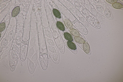 Podospora tetraspora