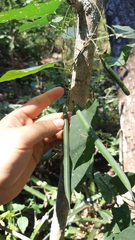 Centrosema sagittatum