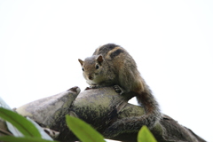 Funambulus palmarum