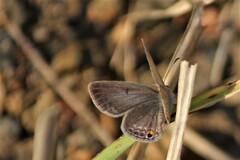 Euchrysops malathana