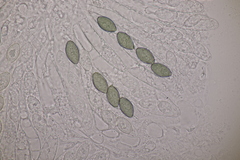 Podospora tetraspora