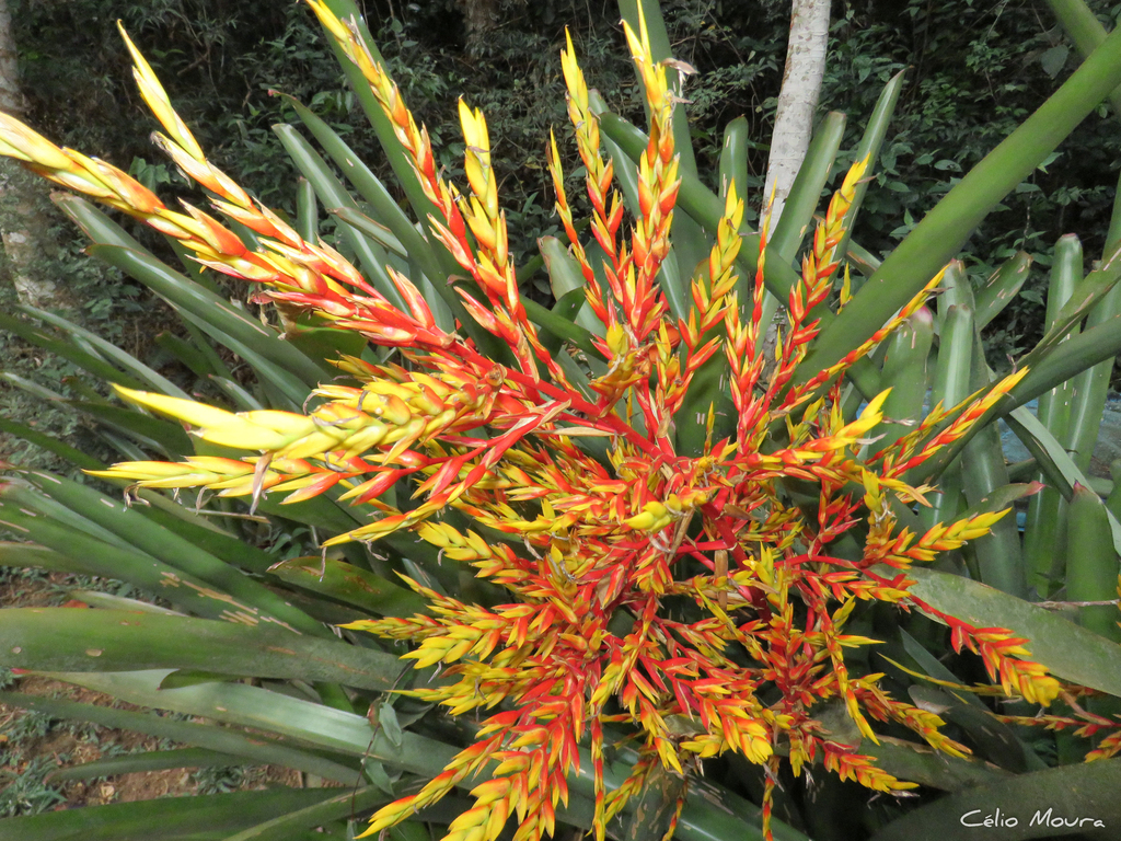 Aechmea blanchetiana