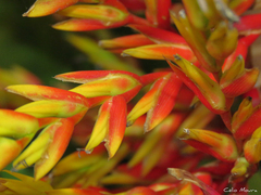 Aechmea blanchetiana