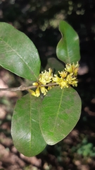 Sideroxylon persimile