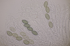 Podospora tetraspora