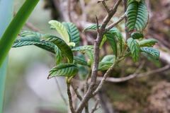 Cyrtandra longifolia