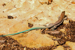 Pholidoscelis auberi