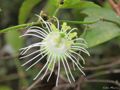 Decaloba