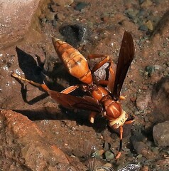 Polistes cavapyta