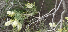 Melaleuca linariifolia