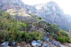 Leucospermum conocarpodendron conocarpodendron