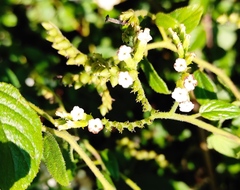 Heliotropium verdcourtii