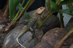 Calotes versicolor