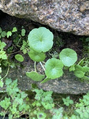 Umbilicus rupestris