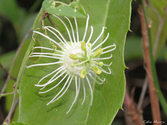 Decaloba