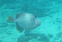 Pseudobalistes flavimarginatus