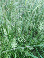 Anthoxanthum aristatum