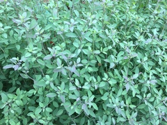 Porophyllum ruderale
