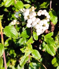 Heliotropium verdcourtii