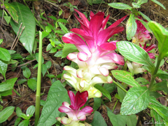 Curcuma