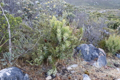 Protea lepidocarpodendron