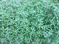 Porophyllum ruderale
