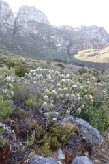 Leucospermum conocarpodendron conocarpodendron