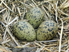 Southern Lapwing photo 6