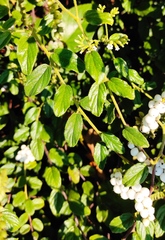 Heliotropium verdcourtii