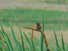 Sporophila cinnamomea