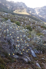 Leucospermum conocarpodendron conocarpodendron